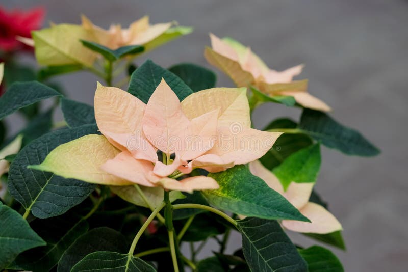 Field of yellow Christmas stars in greenhouse for sale. Background texture photo of Poinsettia flowers , Euphorbia