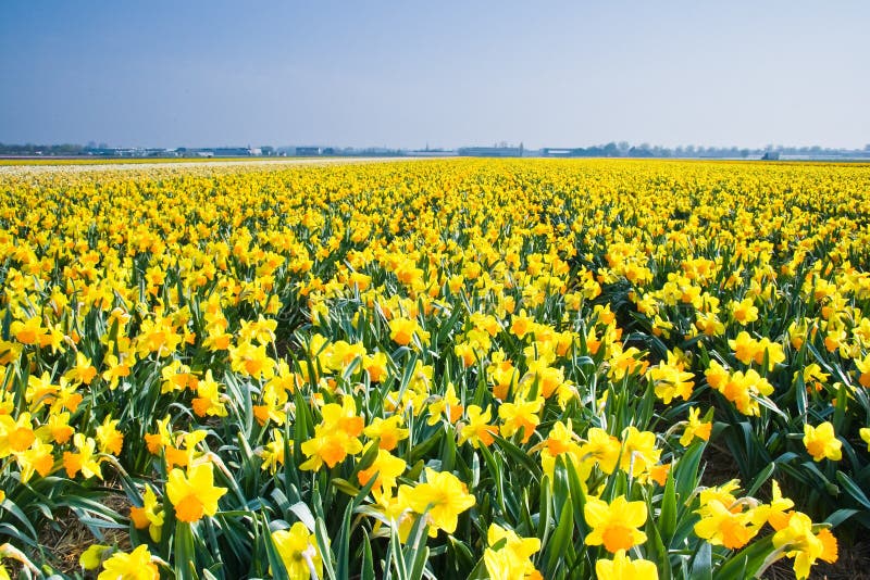 Field With Yellow Daffodils In April Stock Image Image Of Beautiful
