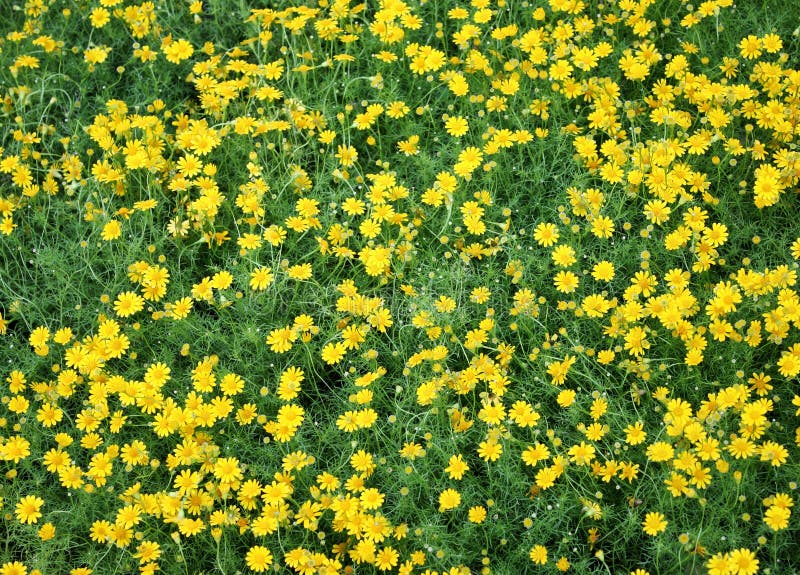 Field of yellow daisies stock photo. Image of beautiful 46207062