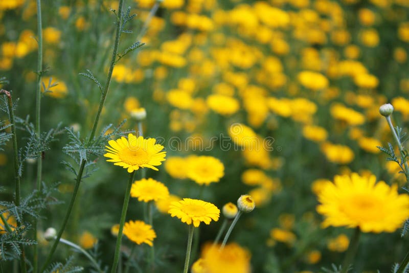 Field with Yellow Daisy Flowers Stock Photo Image of field