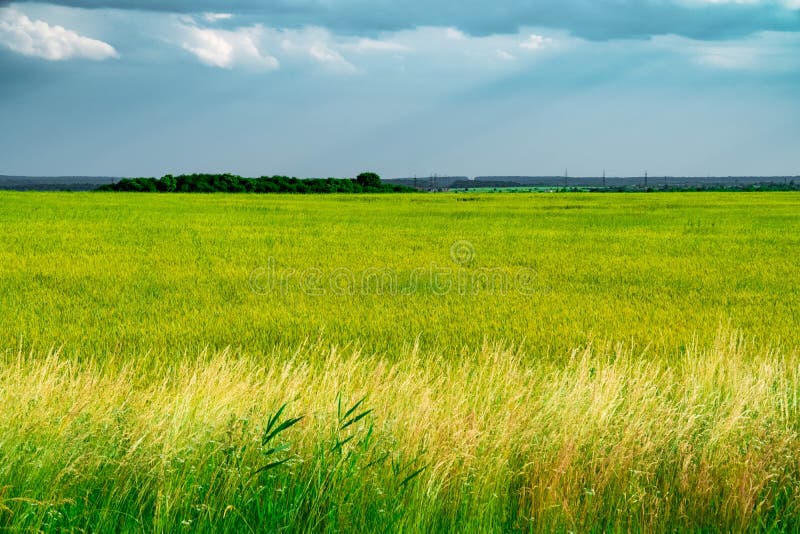 Field with yellow dandelions and blue meadow, sky, green, horizon, heaven, sun, beauty, clouds, blue, yellow, outdoor, nature, lan