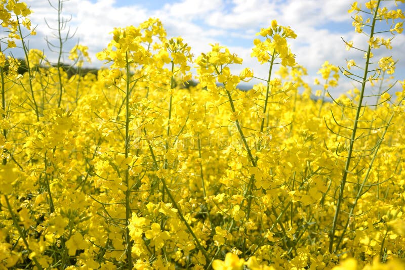Pole žlutě kvetoucích olejnatých semen na zatažené modré obloze na jaře (brassica napus), kvetoucí řepka