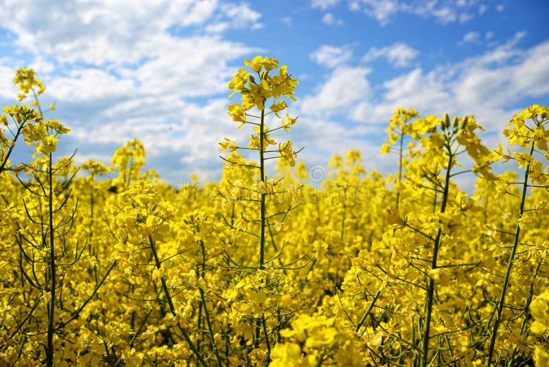 Pole žlto kvitnúcich olejnatých semien na zatiahnutej modrej oblohe na jar (brassica napus), kvitnúca repka