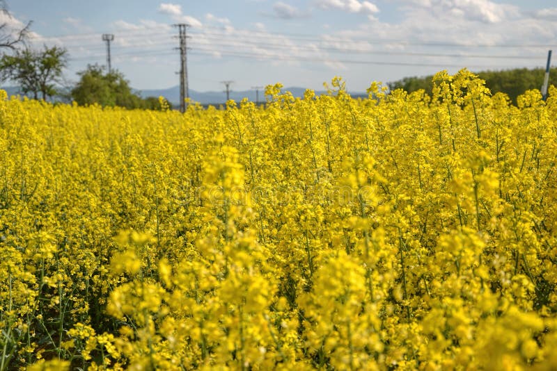 Pole žlutě kvetoucích olejnatých semen izolovaných na zatažené modré obloze na jaře (brassica napus), kvetoucí řepka