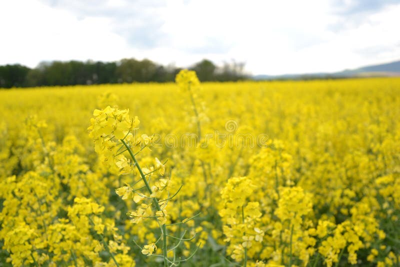 Pole žlutě kvetoucích olejnatých semen izolovaných na zatažené modré obloze na jaře (brassica napus), kvetoucí řepka