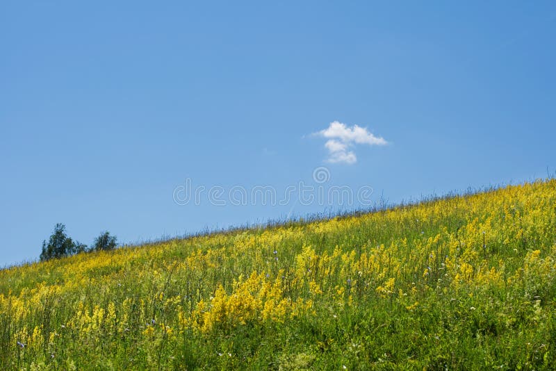 Field of yellow flowers