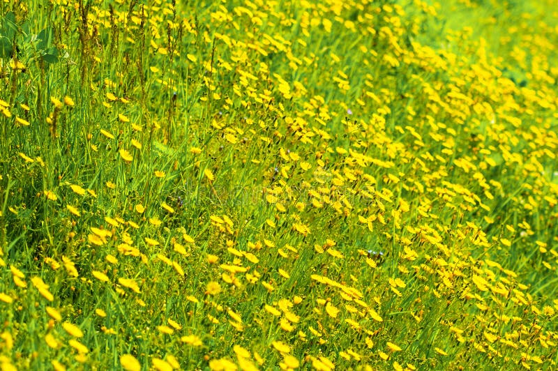 Field of yellow flowers stock photo. Image of nature, bright 731884