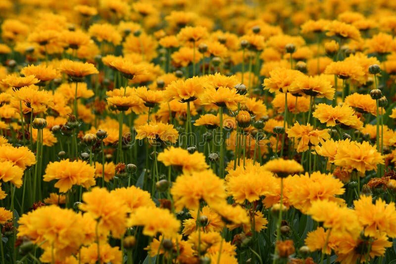 Field of yellow flowers stock image. Image of aster, small 43846549