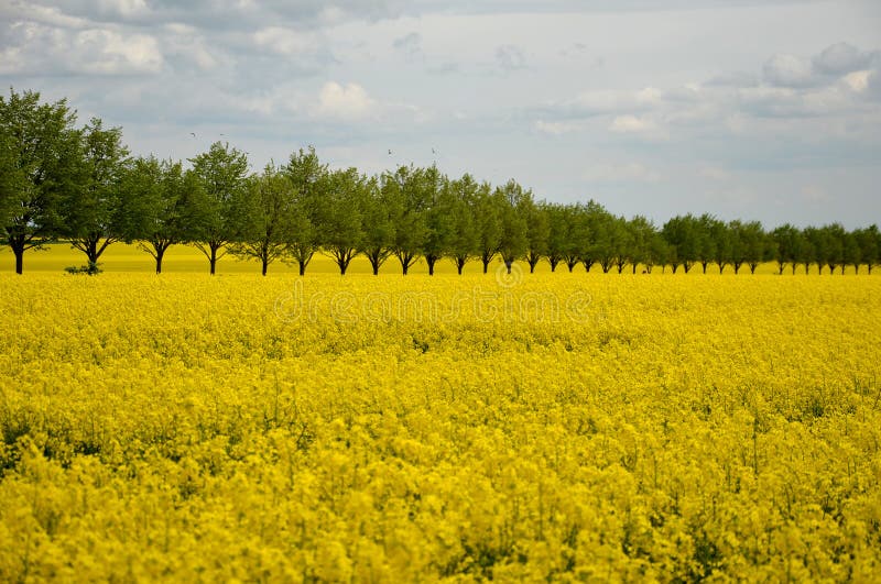 Rapeseed rape is an annual or biennial crop, grown for oilseeds, used mainly for the production of oilseed rape in the background