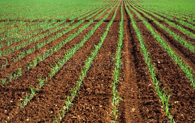 Field of young corn plants. stock photos