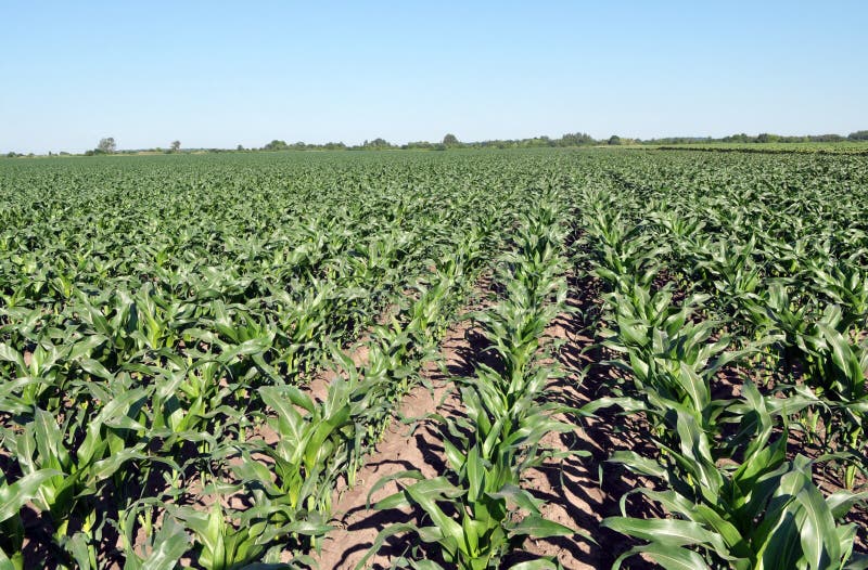 Young Corn Using Herbicides is Protected from Weeds Stock Image Image