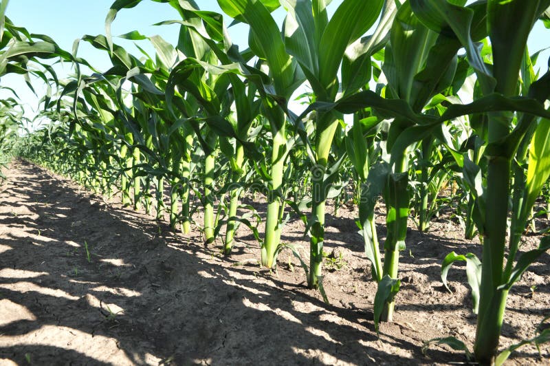 Young Corn Using Herbicides is Protected from Weeds Stock Image Image