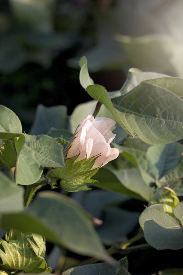 Field of Young Cotton Plants Stock Image Image of green, garden