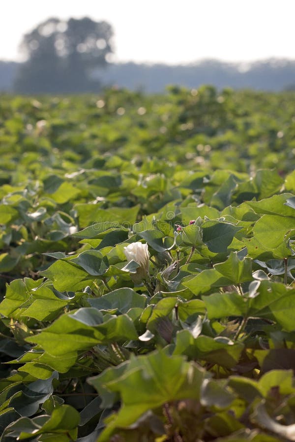 Field of Young Cotton Plants Stock Photo Image of square, corporate