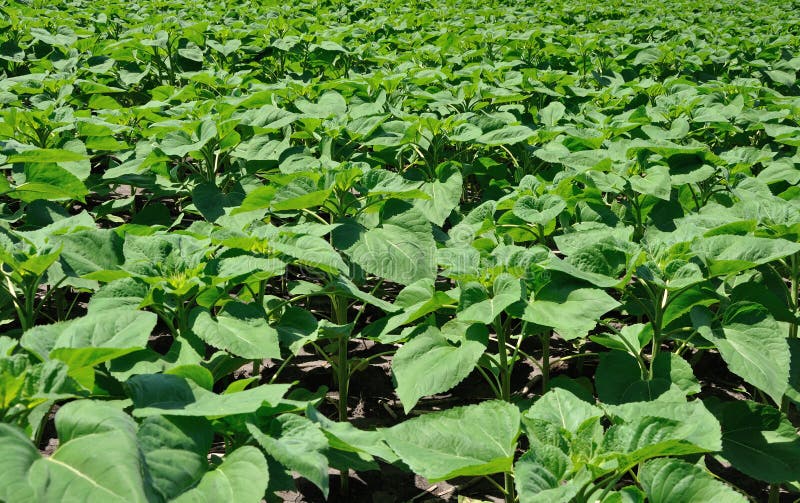 Field of Young Sunflower Plants Stock Photo Image of growth