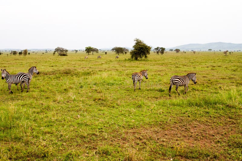 Field with zebras and blue wildebeest