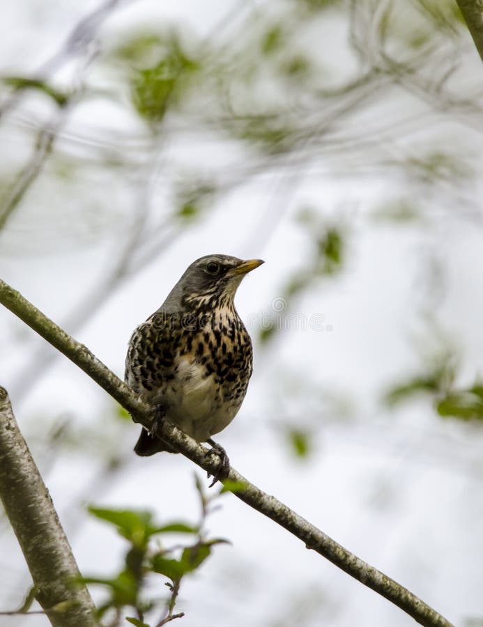 Fieldfare