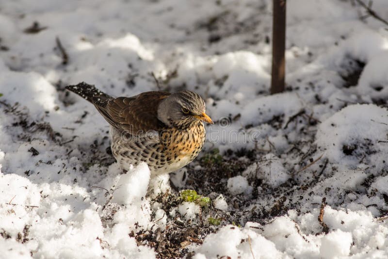Fieldfare looks for food stock image. Image of beak, ground 90699363