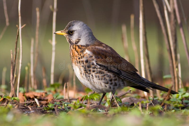 Fieldfare on spring day1