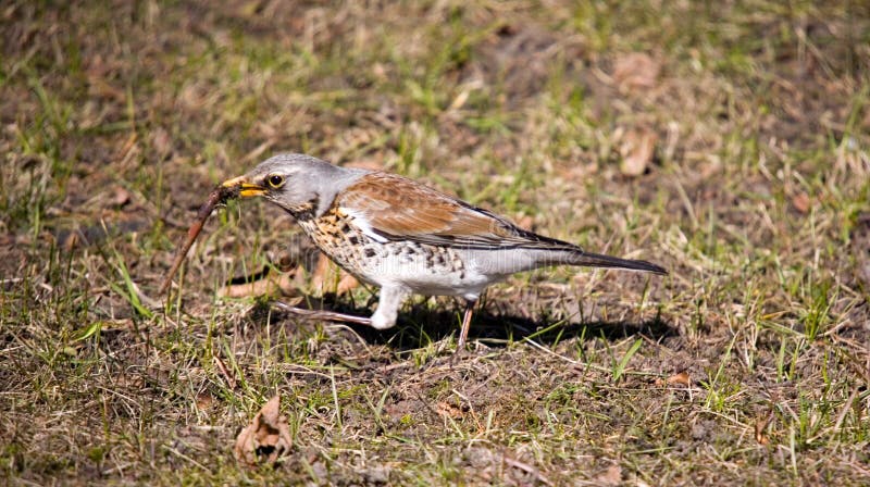 Fieldfare with worm