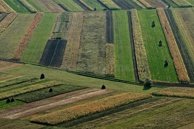 Fields with different geometric shapes with autumn crops. Different corn stock images, royalty-free photos and pictures