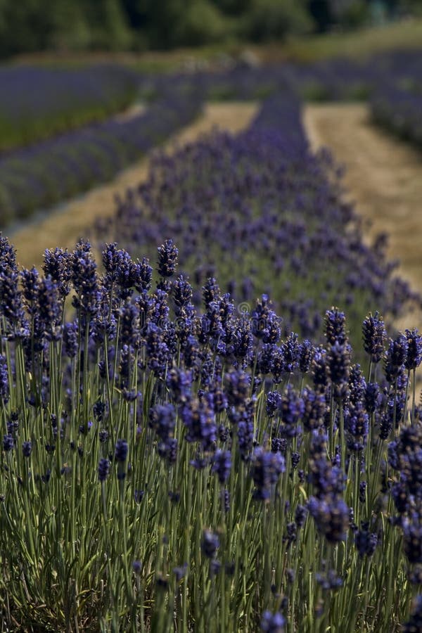 Fields bilden san för öjuan lavendel arkivbilder