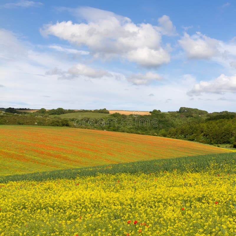 Fields with blooming rapeseed / poppies, Cotswolds royalty free stock photo