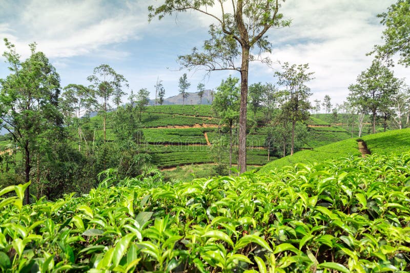 Fields Ceylon Tea Plantation in Sri Lanka. Stock Image Image of drink