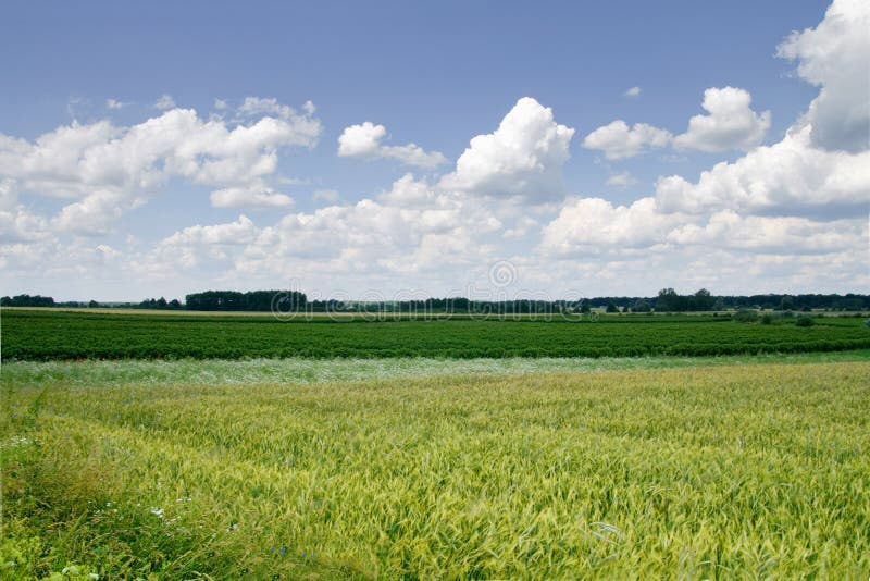 Fields and clouds