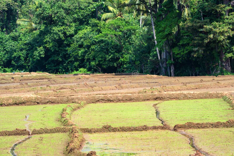Fields with Crops of Rice in Sri Lanka Stock Photo Image of growth