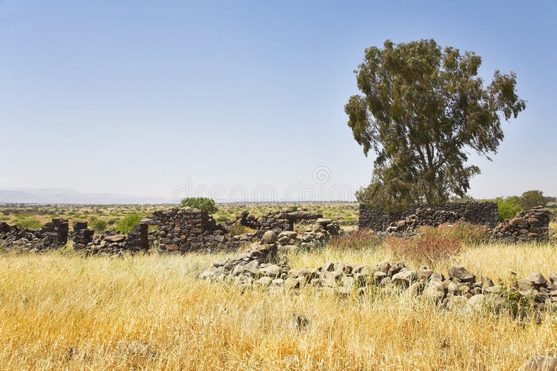 Fields With A Yellow Dry Grass And Tree Stock Image Image Of Land