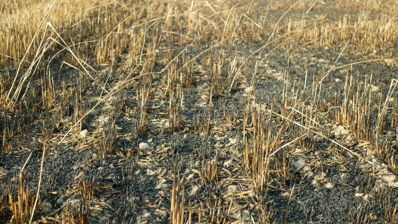 Fields Fire Blaze Barley after Flame Wild Drought Dry Black Earth ...