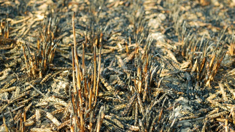 Fields Ears Burnt Fire Flame Barley after Blaze Heat, Wild Drought Dry ...