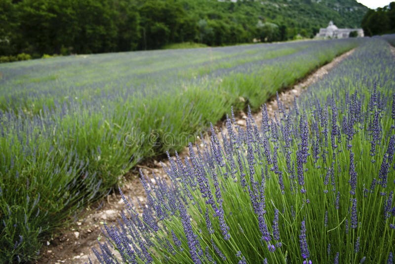 Fields france fransk lavendel provence fotografering för bildbyråer
