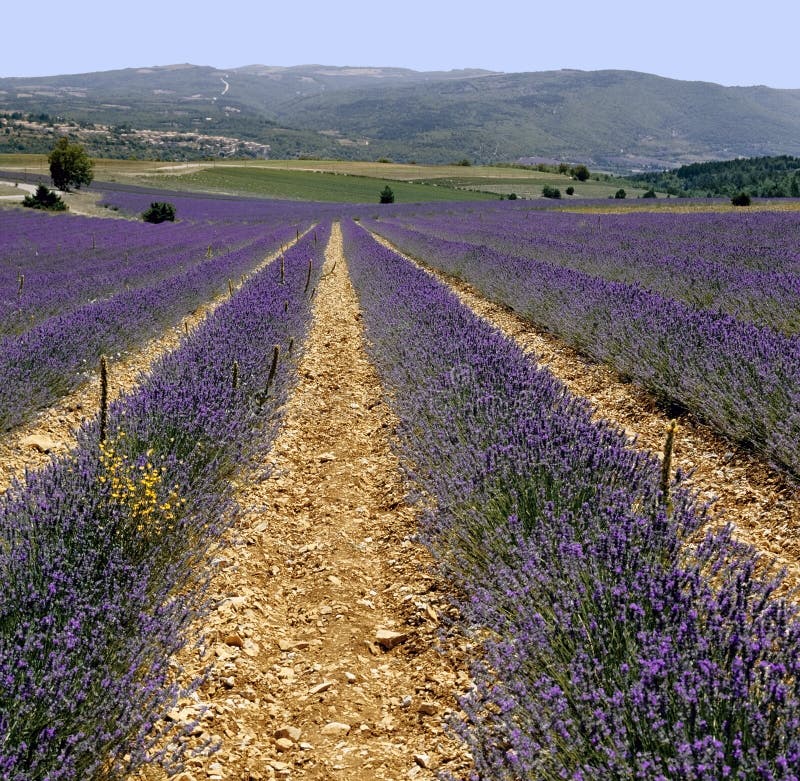 Fields france lavendel provence royaltyfria foton