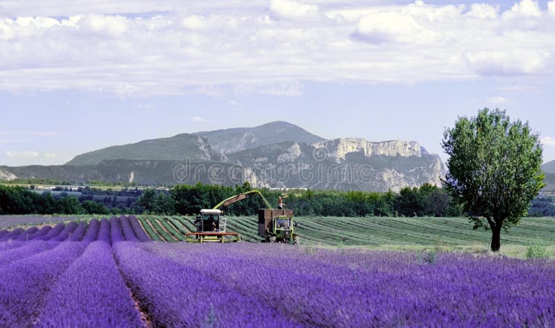Fields franclavendel provence royaltyfria foton