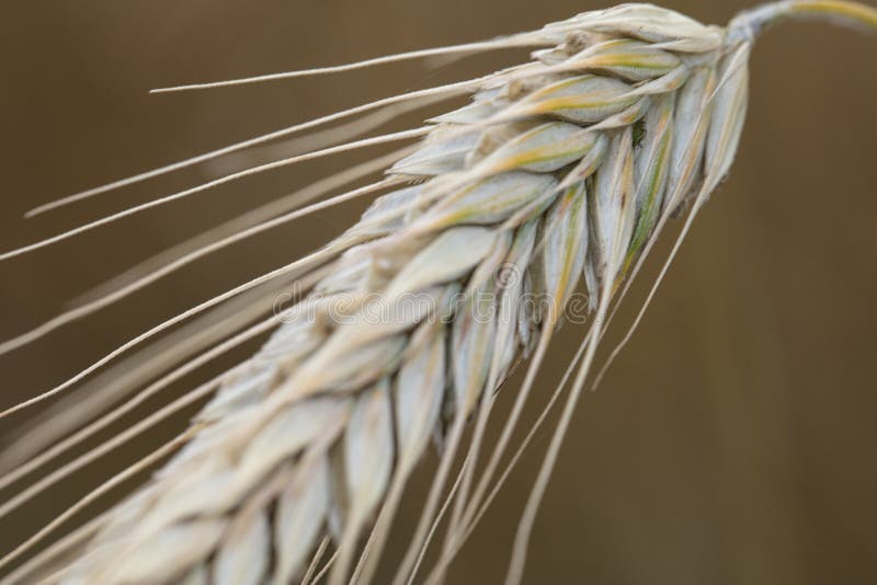 Fields Full of Cereals, Healthy Food Stock Photo Image of landscape