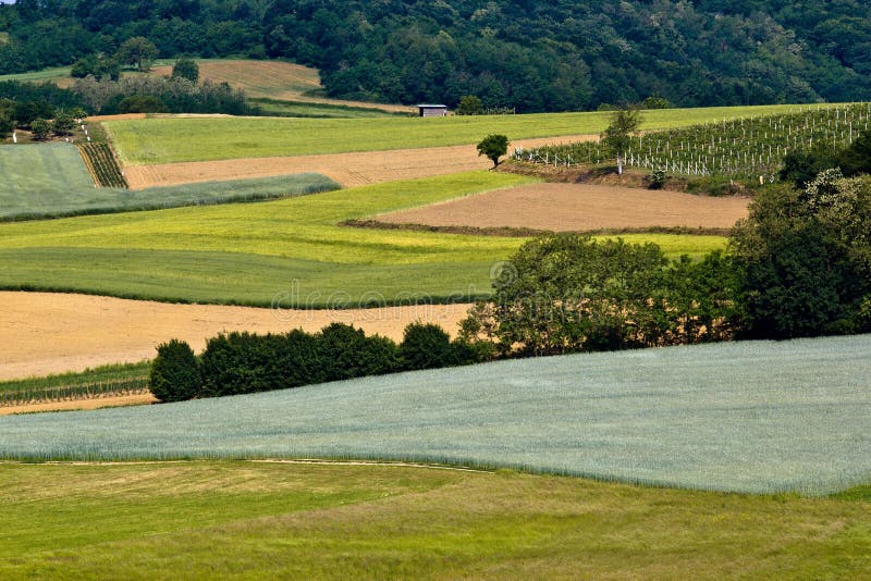 Fields för lageräng för skog grön vineyaard royaltyfria foton
