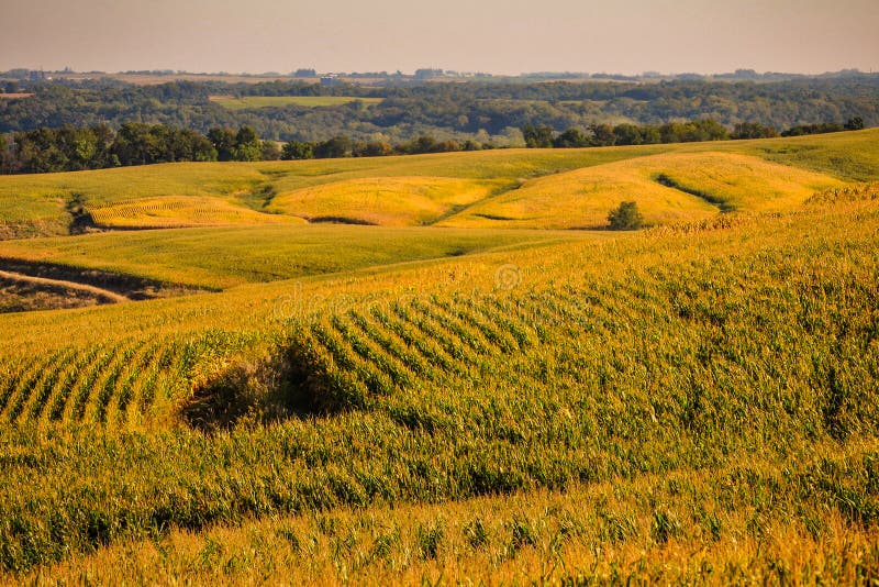 Fields of Gold in the Corn State of Iowa royalty free stock images Fields of Gold in the Corn State of Iowa royalty free stock images