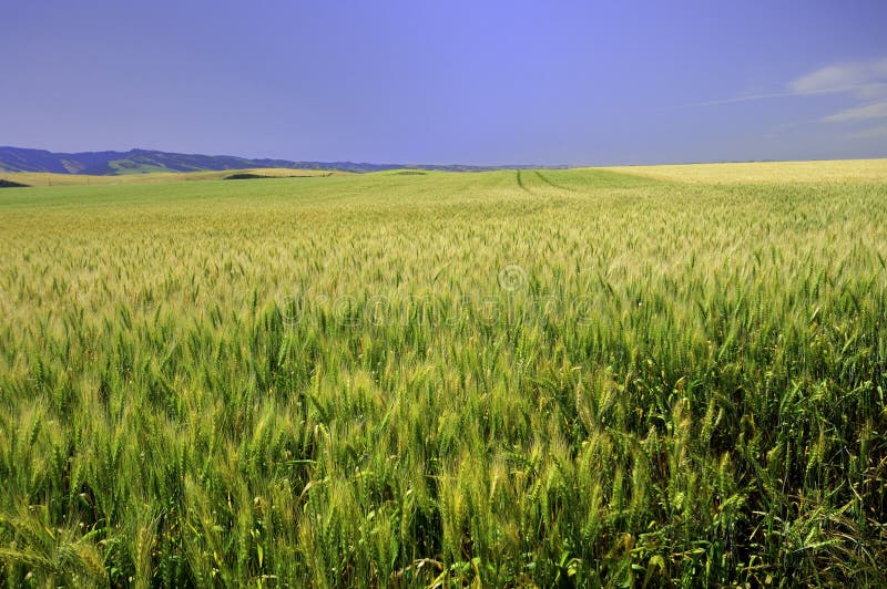 Fields of Grain in the Palouse Stock Photo Image of feed, agriculture