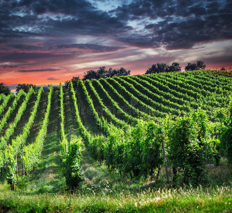 Fields Of Grapes In The Summer, Tuscany Stock Image Image of outdoors
