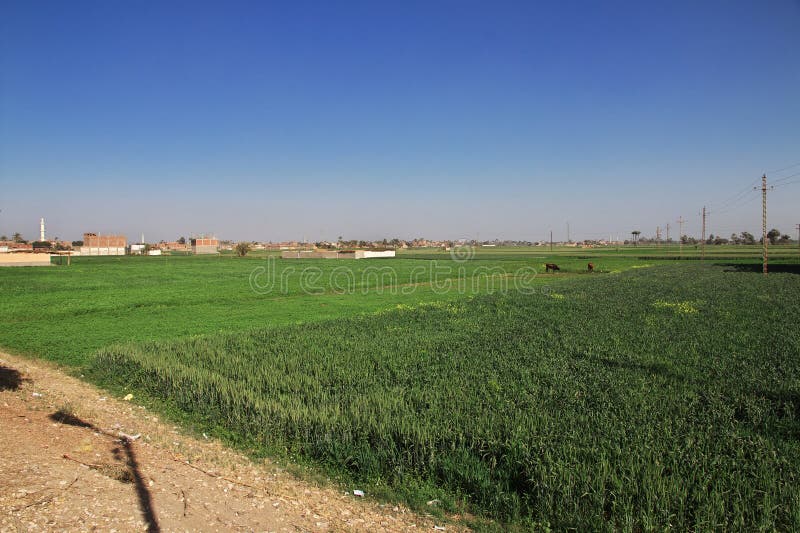 Fields of Grass in Abydos, Egypt, Africa Stock Image Image of desert