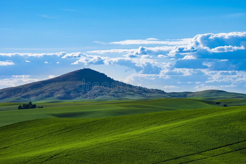 Fields of green wheat in Eastern Washington state