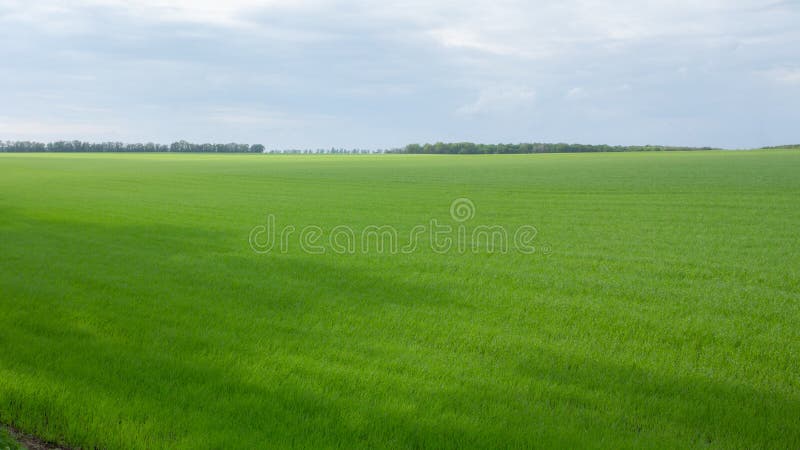 Pole se zelenou pšenicí pod modrou oblohou krajiny