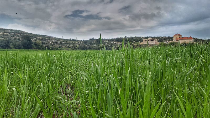 Fields of greens spotted in Akkar North Of Lebanon on the road. Lebanon in the middle east is beautiful stock photos Fields of greens spotted in Akkar North Of Lebanon on the road. Lebanon in the middle east is beautiful stock photos