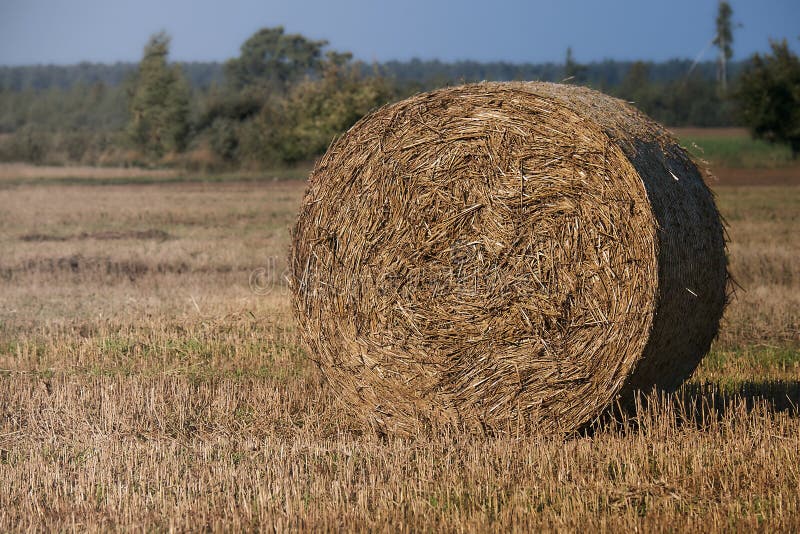 fields harvesting Поле земледелия с голубым небом Сельская природа в сельскохозяйственном угодье Солома на луге Сбор пшеницы желт стоковое изображение rf fields harvesting Поле земледелия с голубым небом Сельская природа в сельскохозяйственном угодье Солома на луге Сбор пшеницы желт стоковое изображение rf