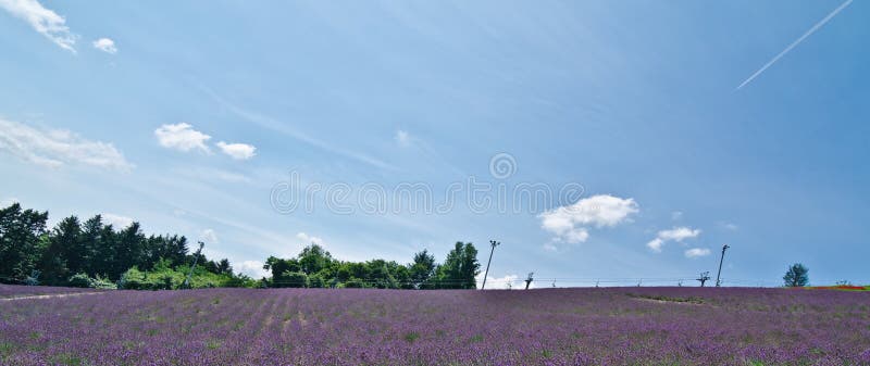 Fields hokkaidojapan lavendel arkivbild