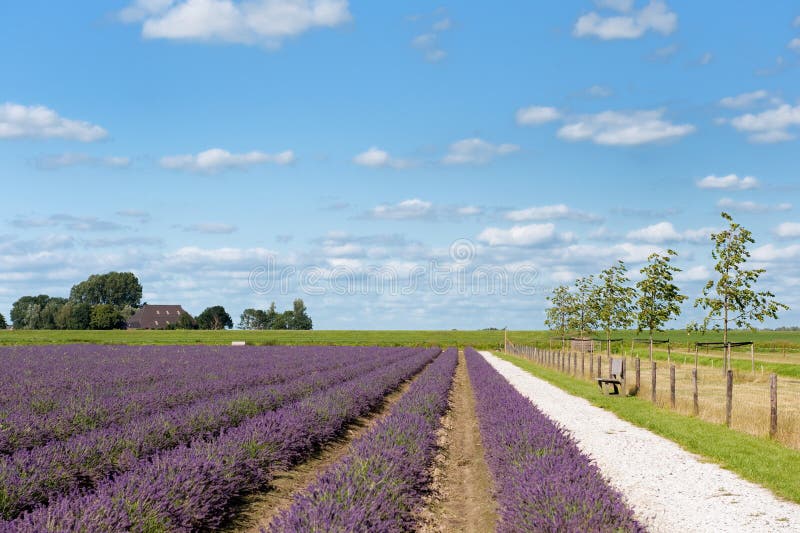 Fields holland lavendel fotografering för bildbyråer