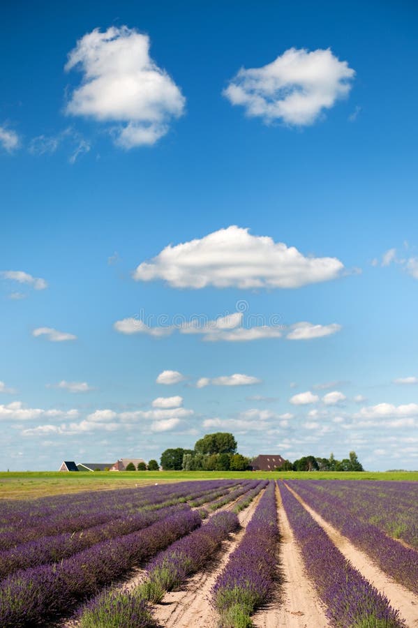 Fields holland lavendel arkivfoto