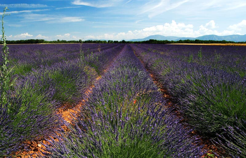 Fields lavendel royaltyfri fotografi